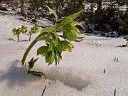 22 Ellebori verdi (Helleborus viridis) si fanno spazio tra la neve